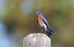 Eastern Bluebird